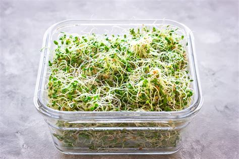 alfalfa sprouts growing kits